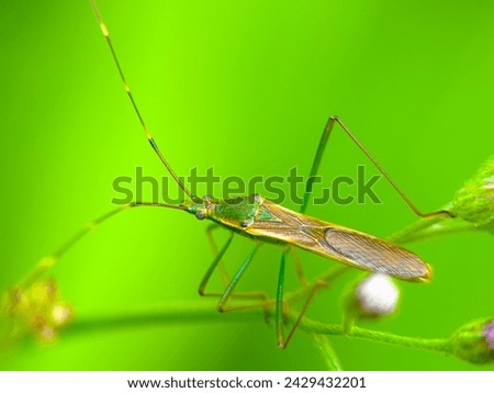 The stink bug is an insect that is an important pest of cultivated plants, especially rice. In Indonesia, this insect is called: lango, sloth, pianggang, and calm.
