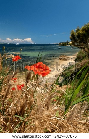 La Moune beach in Saint-Tropez with poppies at first plan. 