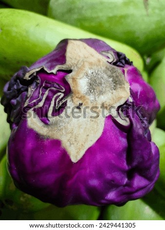 Stunning purple Cabbage(Red cabbage,Red or Blue Kraut) isolated in vegetable market ready for sale ultrahd hi-res jpg stock image photo picture selective focus vertical background blurred background
