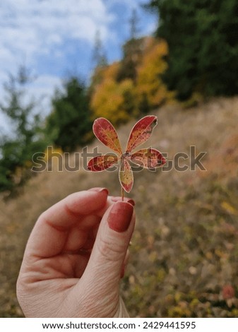Woman's hand holds an autumn leaf.