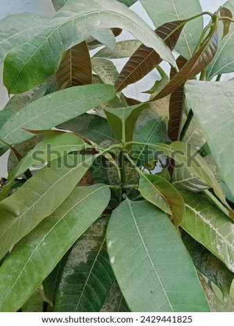 Mango 🥭 Plant Picture , Mango 🥭 Plant Without Taking Care of It