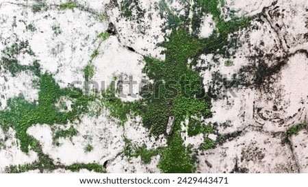 An image of a moss growing on a concrete wall