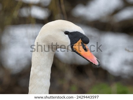 Mute swan head closeup photo, male