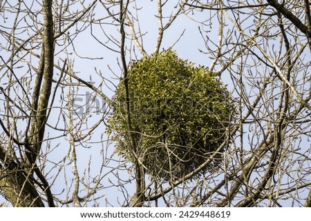 European mistletoe in a tree