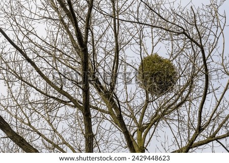 European mistletoe in a tree