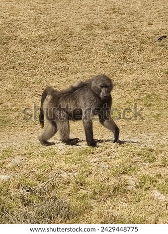 Chacma baboon (Papio ursinus), also known as Cape Baboon walking on a grassy area at Fisherman's Beach on a summer's day