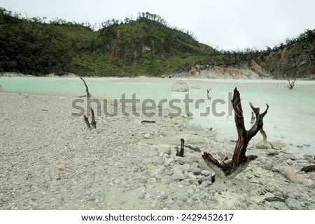 Dry tree at sulfuric lake at Kawah Putih Lake Ciwidey Bandung West of Java Indonesia 