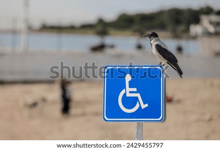 Accessibility for persons with disabilities. Bird on the blue disabled sign with wheelchair on the beach, outdoors on blue sky background. Horizontal close-up.