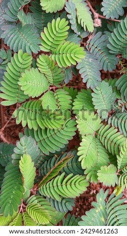The Putri Malu plant (Mimosa Pudica) origanet form  Tropical America and is spread troghout Asia.Putri Malu has the ability to move seismonatic meaning that plant leaves will close when touched

