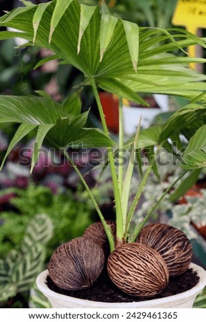 Saribus rotundifolius, also known as the footstool palm Royalty-Free Stock Photo #2429461365
