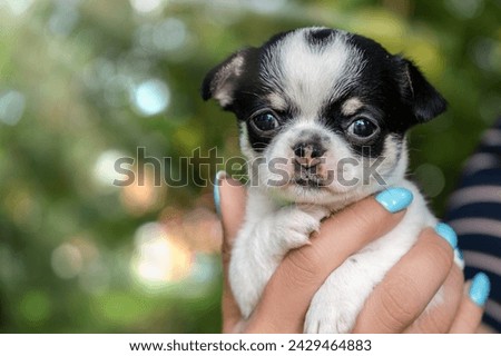 A woman's hand holds a Chihuahua puppy