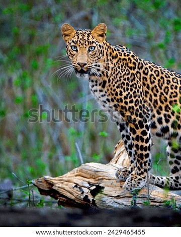 spotted hunter, creature, big cat, endangered species, panthera pardus, animal themes, isolated on white, safari animal, indoors, one animal, remastered, white background, wild, predator, nature,  Royalty-Free Stock Photo #2429465455