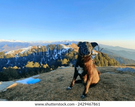 A triumphant pup sits atop a mountain peak, gazing out at a breathtaking vista. This image captures the joy of adventure and the special bond between humans and dogs.