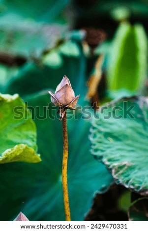 It is a herbaceous aquatic plant species. There are stems and tubers in the soil under water. Growing petioles and flowers to the surface of the water. The leaves are round, large, with a smooth surfa