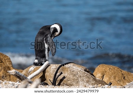 African penguins at Stoney Point Nature Reserve, Bettys Bay, South Africa