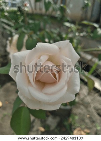 Very beautiful white roses can be used for wallpaper and also installed on the walls of the house