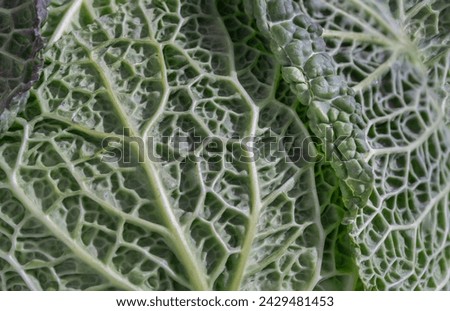 Macro picture of a fresh vegetable forming a natural texture. Close-up view of Savoy cabbage green leaves, Green vegetable backgound, Copy space, Selective focus.