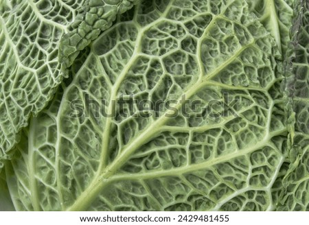 Macro picture of a fresh vegetable forming a natural texture. Close-up view of Savoy cabbage green leaves, Green vegetable backgound, Copy space, Selective focus.