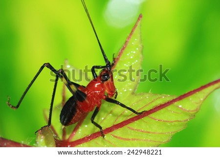 Grasshopper, a small, long red beard,Caelifera.
