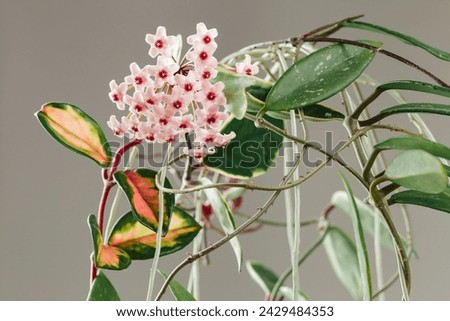 Hoya Carnosa Tricolor Potted Plant in Bloom. Hoya Krimson Princess Pink Flowers. Porcelain Flower or Wax Houseplant Inflorescences. Royalty-Free Stock Photo #2429484353