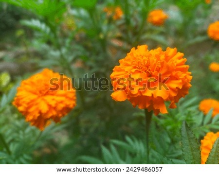 Beautiful orange flowers grow in abundance on one tree 