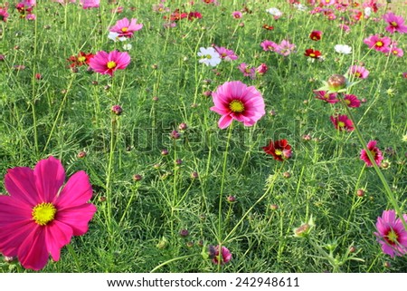 Cosmos flowers is blooming in the garden Thailand,