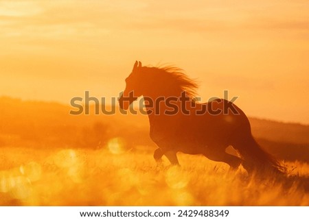horse runs in a summer field at sunset Royalty-Free Stock Photo #2429488349