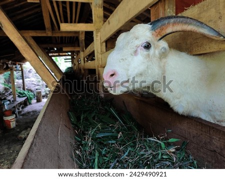 A picture of a smiling goat