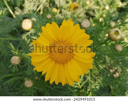 In fields and gardens, the sunflower stands as a beacon of hope and optimism, its cheerful countenance uplifting spirits and inspiring dreams. Its essence has been immortalized in art and literature,  Royalty-Free Stock Photo #2429491013