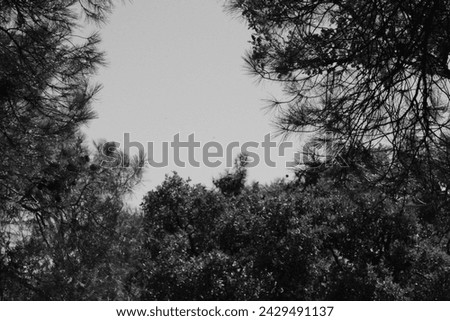 Black and White Photo of Trees in a Forest