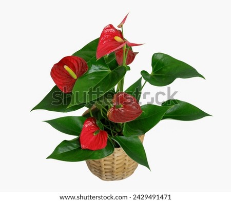 Red Anthurium Laceleaf flower plant or tailflower, flamingo flower in pot isolated on a white background.  Royalty-Free Stock Photo #2429491471