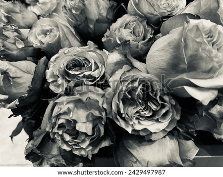 Black and white roses picture reflection of memories