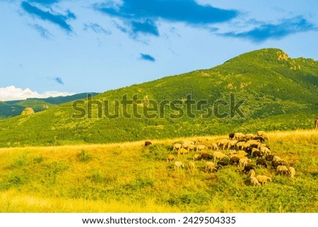 Summer pasture with grazing sheep flock in the foot of Rhodope mountain.Picture taken on July 11 2014 Krichim,Bulgaria. peaceful scenery on the background.