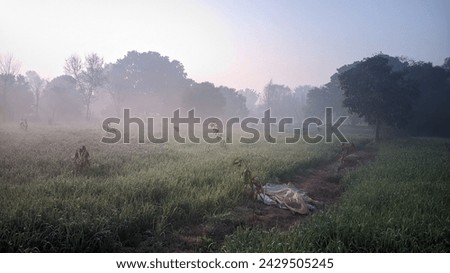 Image of a garden morning time and smog