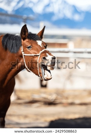 Funny portrait of smiling horse with unreal white teeth, with copy space