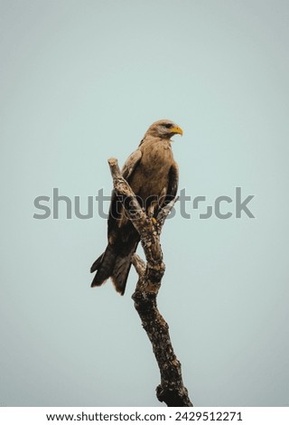 The picture of a falcon standing tall on a high tree branch