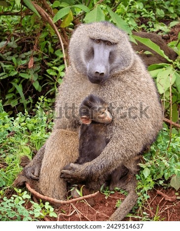 A baboon tenderly cradling a baby in its arms.