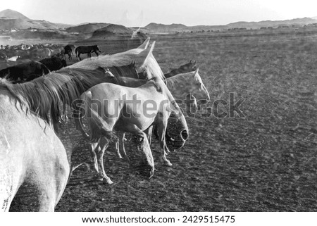 Wild horses in the city of Kayseri of Turkey country, landscape, double exposure photography