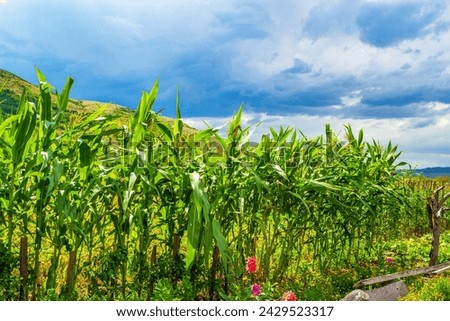Rainy clouds over corn plantation summer rural landscape.Picture taken on July 11,2014 Krichim town in the foot of Rhodopes mountains,Bulgaria