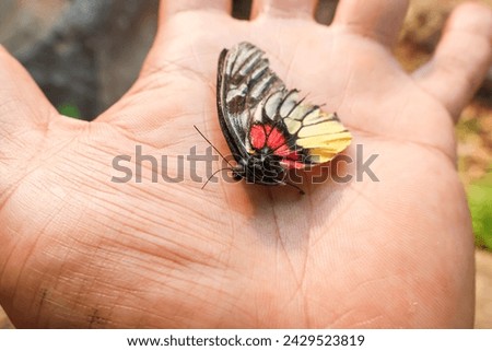 The wings of a dead butterfly rest on your hand. Beautiful butterflies have a short life. Royalty-Free Stock Photo #2429523819