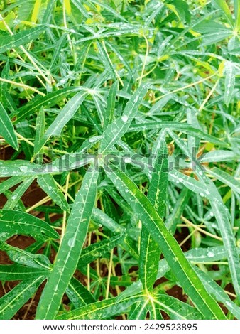 view of cassava leaves after being watered by rain