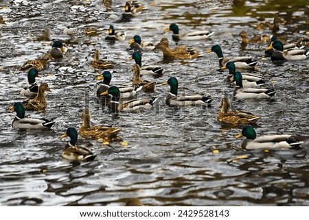 - colorful picture with wild ducks in a pond