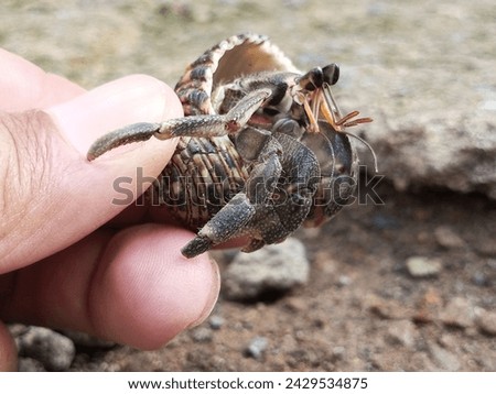 Pacific hermit crabs are a species of terrestrial hermit crab that is usually bought and sold as pets and uses the empty shells of other organisms as a home to protect it from predators.