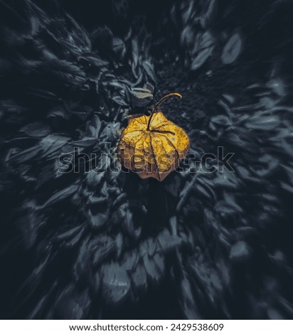 Beautiful closed Halloween small pumpkin center isolated in creative background