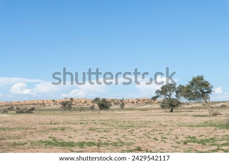 The view of red Kalahari Desert with trees under blue sky. Photo from Kgalagadi Transfrontier Park in South Africa.