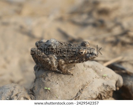 A brown frog sits on a lump of earth