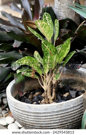 Aglaonema plant growing fertilely planted in a pot
