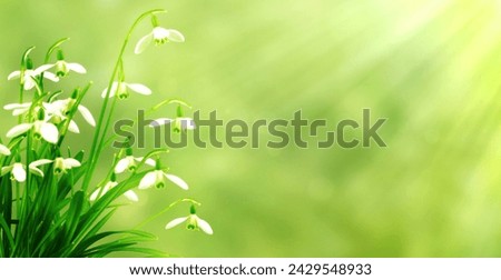 spring awakening with blooming snowdrop flowers isolated on abstract green blurred background in sunshine with copy space Royalty-Free Stock Photo #2429548933