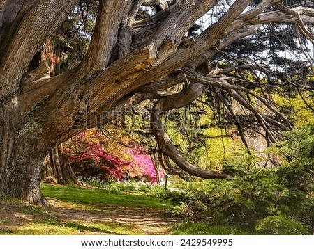 big old oak tree swansea wales cymru park Royalty-Free Stock Photo #2429549995