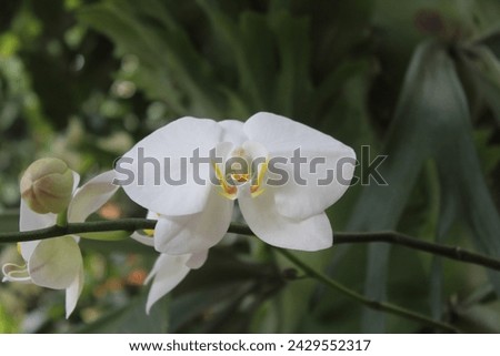 A picture of white moon orchid (Phalaenopsis amabilis) or Puspa pesona in leave background